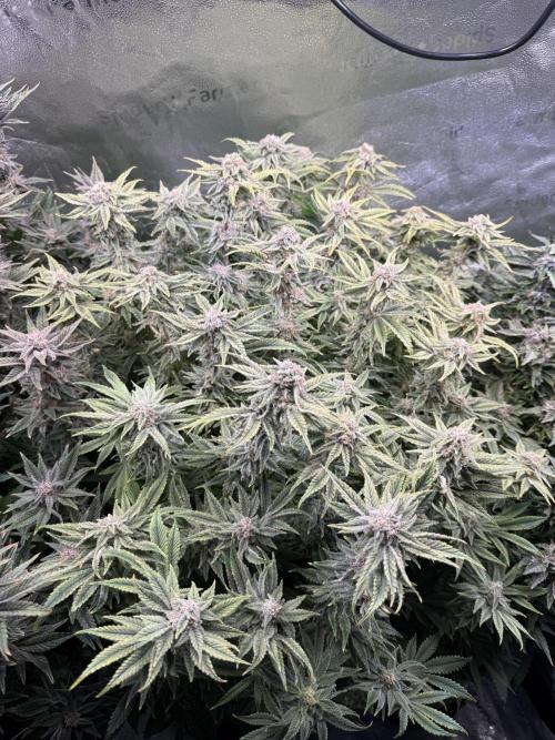 Super Skunk - Sensi Seeds - Hydro. Week 14
