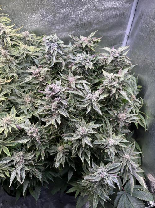 Super Skunk - Sensi Seeds - Hydro. Week 14
