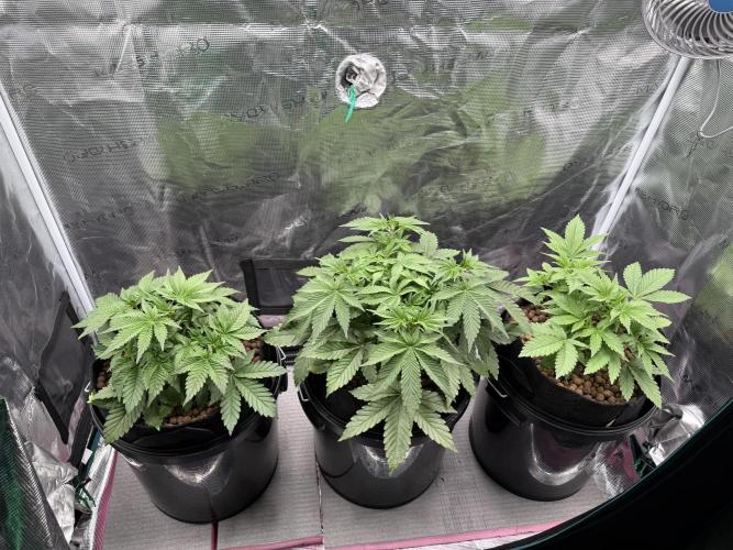 Super Skunk - Sensi Seeds. Week 4