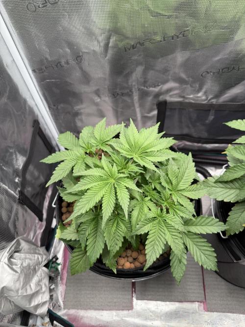 Super Skunk - Sensi Seeds. Week 4