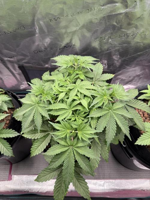 Super Skunk - Sensi Seeds. Week 4
