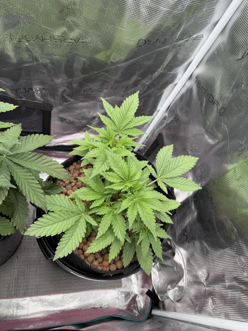 Super Skunk - Sensi Seeds. Week 4