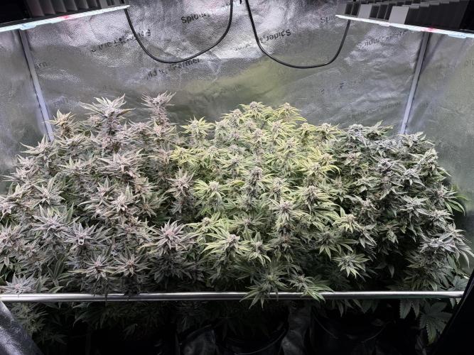 Super Skunk - Sensi Seeds - Hydro. Week 15