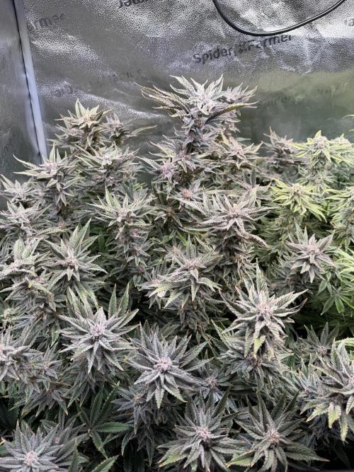 Super Skunk - Sensi Seeds - Hydro. Week 15