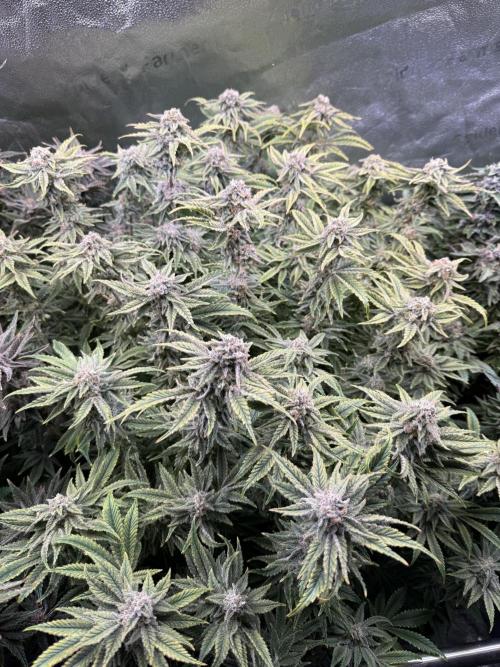 Super Skunk - Sensi Seeds - Hydro. Week 15