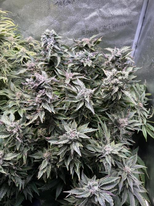 Super Skunk - Sensi Seeds - Hydro. Week 15