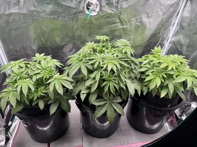 Super Skunk - Sensi Seeds. Week 5