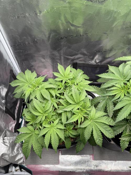 Super Skunk - Sensi Seeds. Week 5