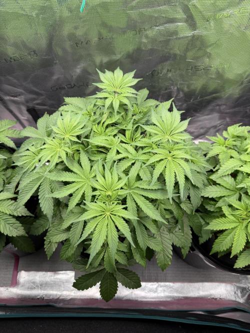 Super Skunk - Sensi Seeds. Week 5