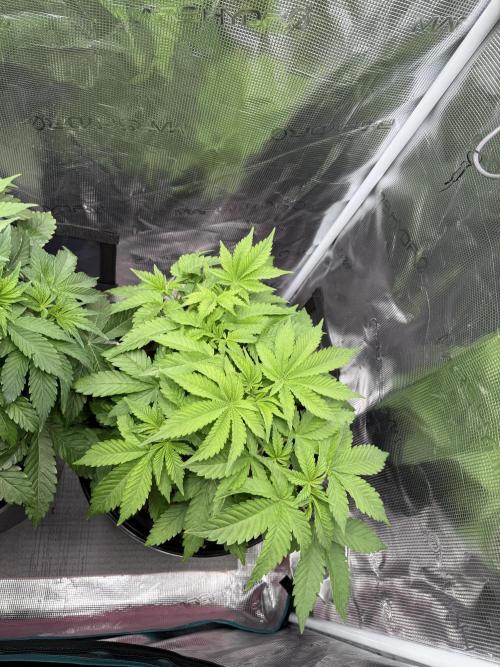 Super Skunk - Sensi Seeds. Week 5