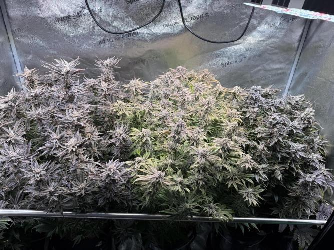 Super Skunk - Sensi Seeds - Hydro. Week 16