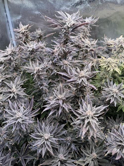 Super Skunk - Sensi Seeds - Hydro. Week 16