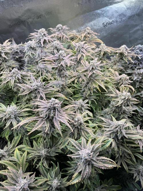 Super Skunk - Sensi Seeds - Hydro. Week 16