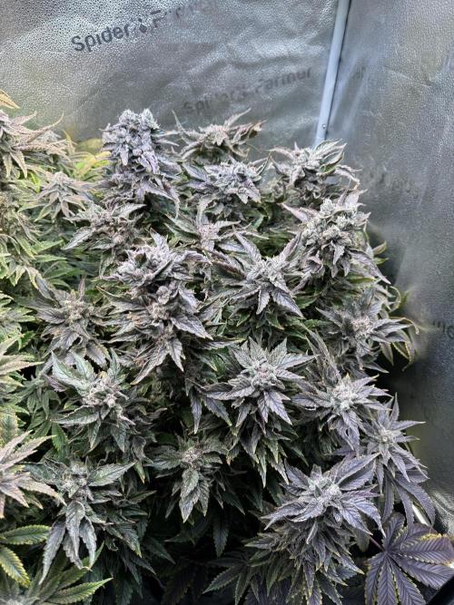 Super Skunk - Sensi Seeds - Hydro. Week 16