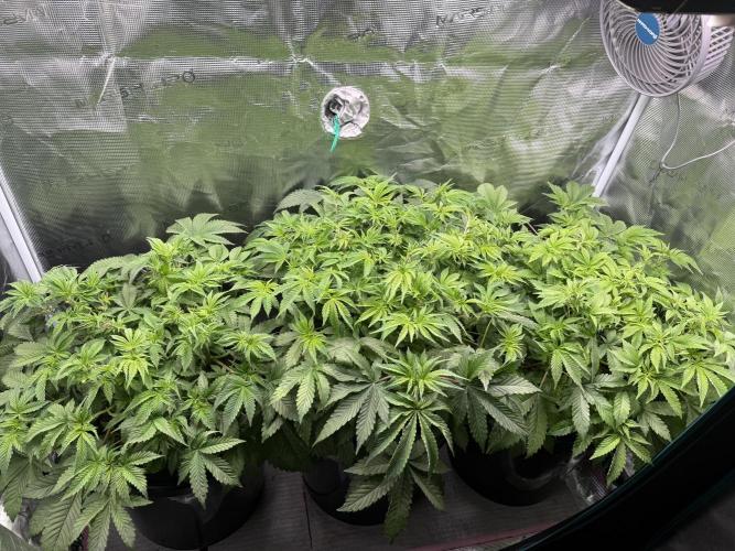 Super Skunk - Sensi Seeds. Week 6