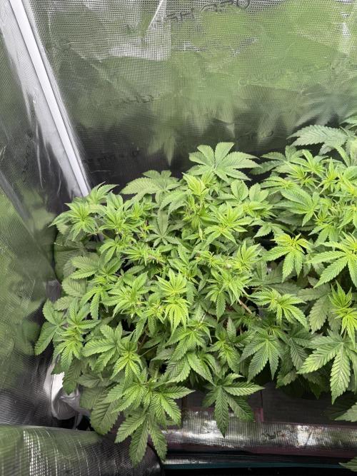 Super Skunk - Sensi Seeds. Week 6