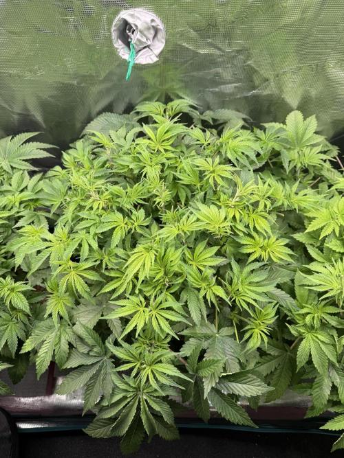 Super Skunk - Sensi Seeds. Week 6