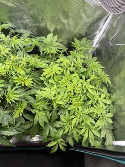 Super Skunk - Sensi Seeds. Week 6