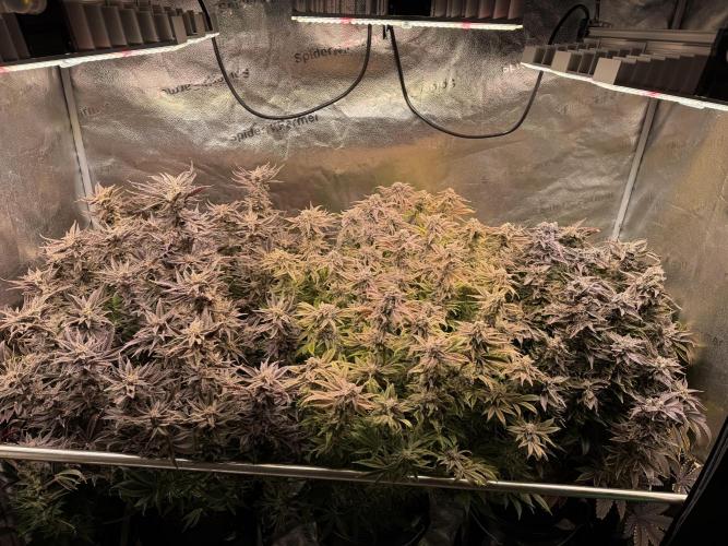 Super Skunk - Sensi Seeds - Hydro. Week 17