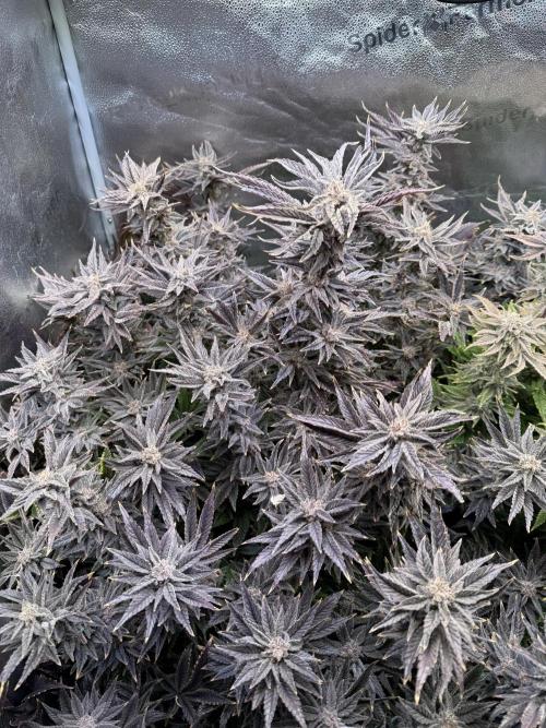 Super Skunk - Sensi Seeds - Hydro. Week 17