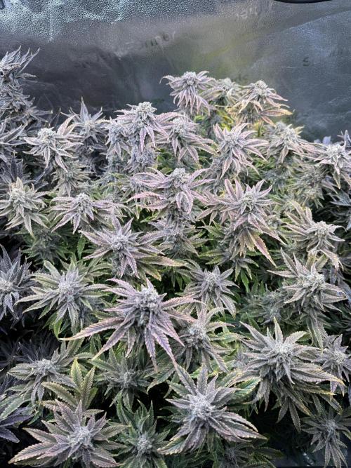 Super Skunk - Sensi Seeds - Hydro. Week 17