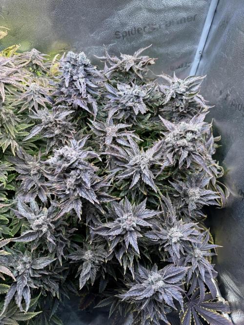 Super Skunk - Sensi Seeds - Hydro. Week 17