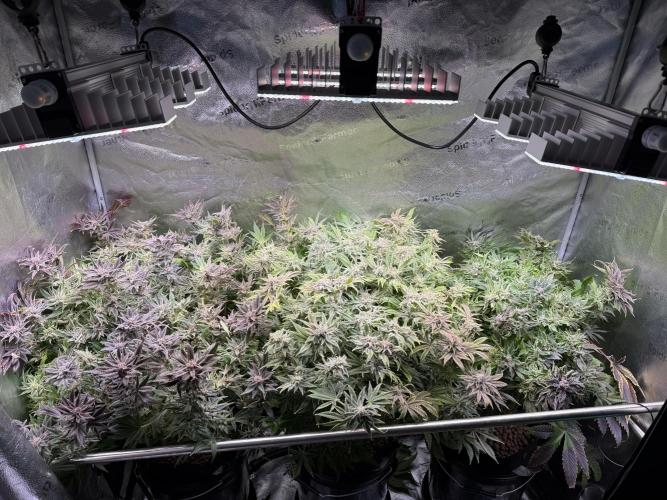Super Skunk - Sensi Seeds - Hydro. Week 17