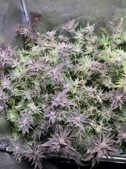 Super Skunk - Sensi Seeds - Hydro. Week 17