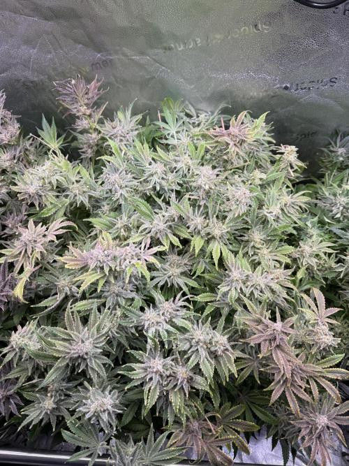 Super Skunk - Sensi Seeds - Hydro. Week 17