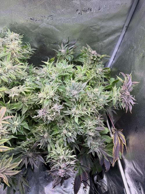 Super Skunk - Sensi Seeds - Hydro. Week 17
