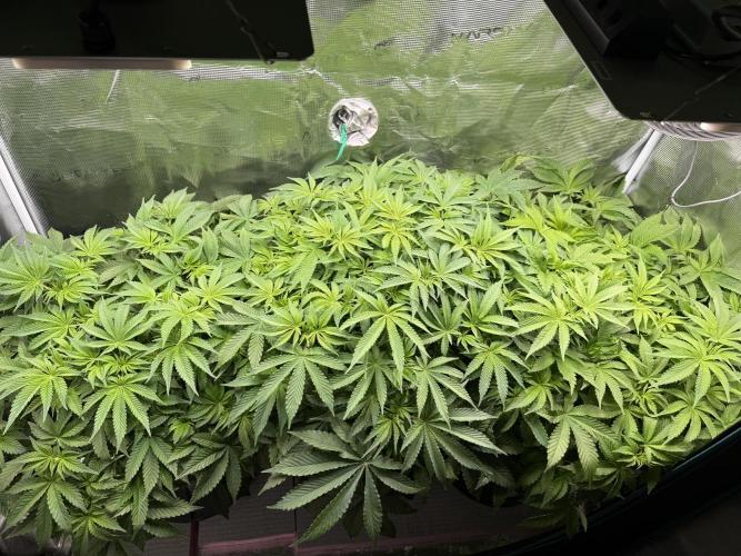 Super Skunk - Sensi Seeds. Week 7