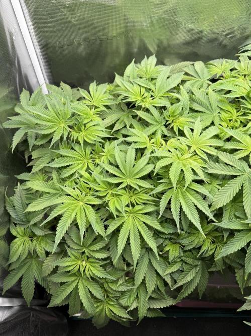 Super Skunk - Sensi Seeds. Week 7