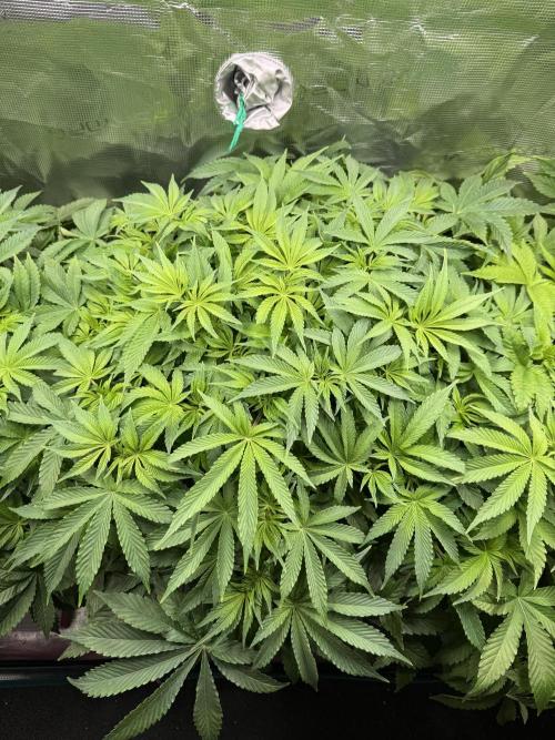Super Skunk - Sensi Seeds. Week 7