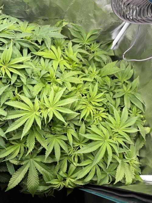 Super Skunk - Sensi Seeds. Week 7
