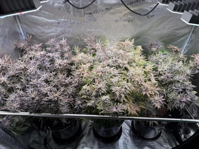 Super Skunk - Sensi Seeds - Hydro. Week 18