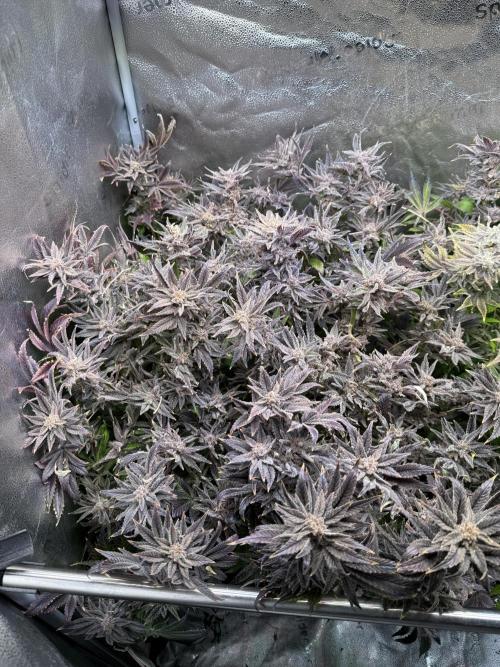 Super Skunk - Sensi Seeds - Hydro. Week 18