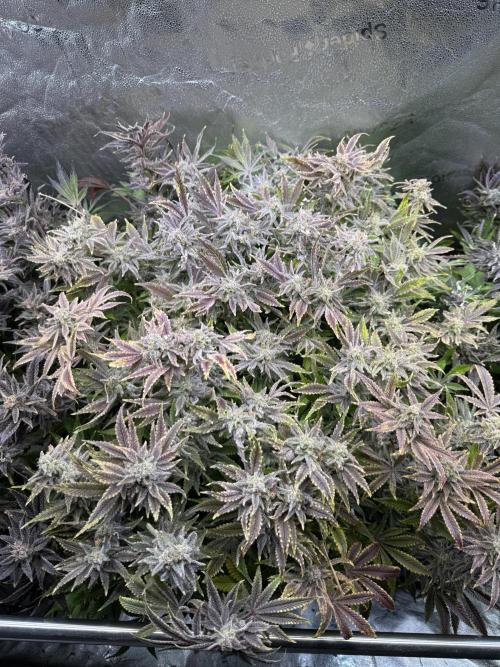 Super Skunk - Sensi Seeds - Hydro. Week 18