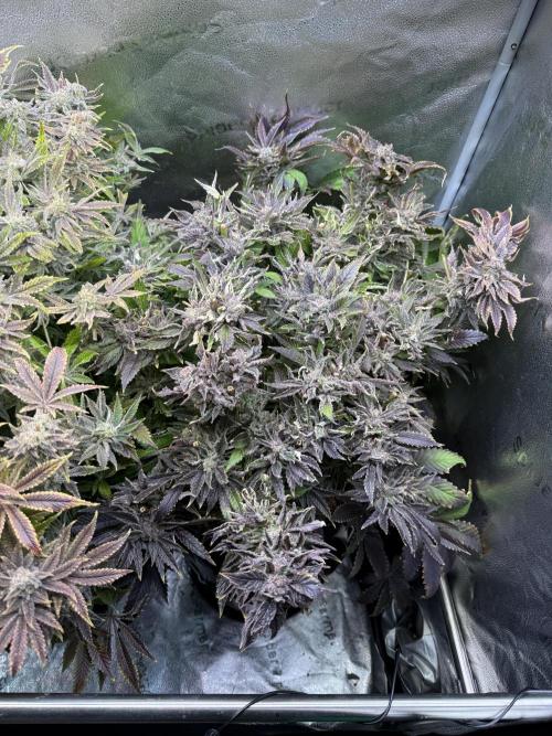 Super Skunk - Sensi Seeds - Hydro. Week 18