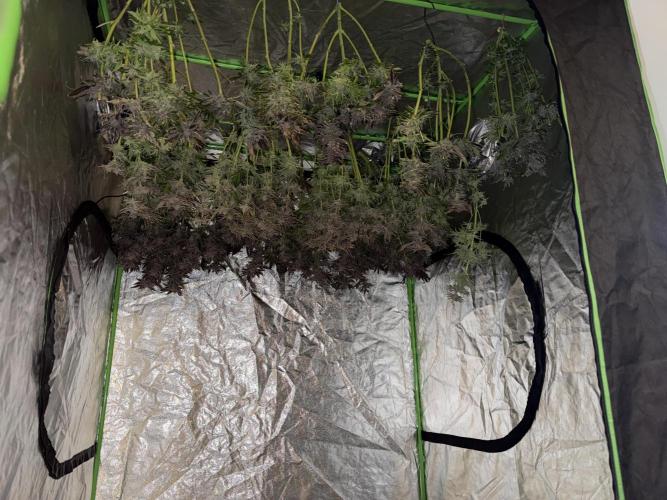 Super Skunk - Sensi Seeds - Hydro. Week 19