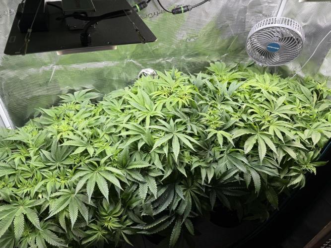 Super Skunk - Sensi Seeds. Week 8