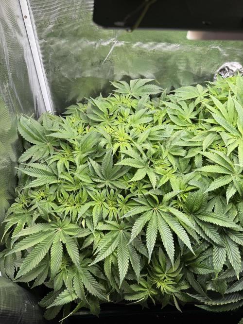 Super Skunk - Sensi Seeds. Week 8