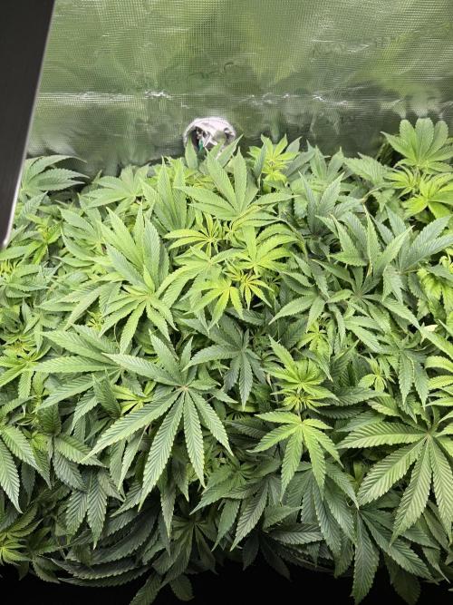 Super Skunk - Sensi Seeds. Week 8