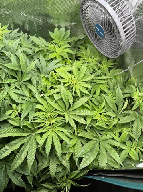 Super Skunk - Sensi Seeds. Week 8