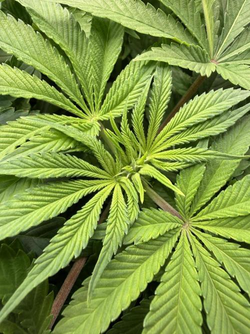 Super Skunk - Sensi Seeds. Week 8