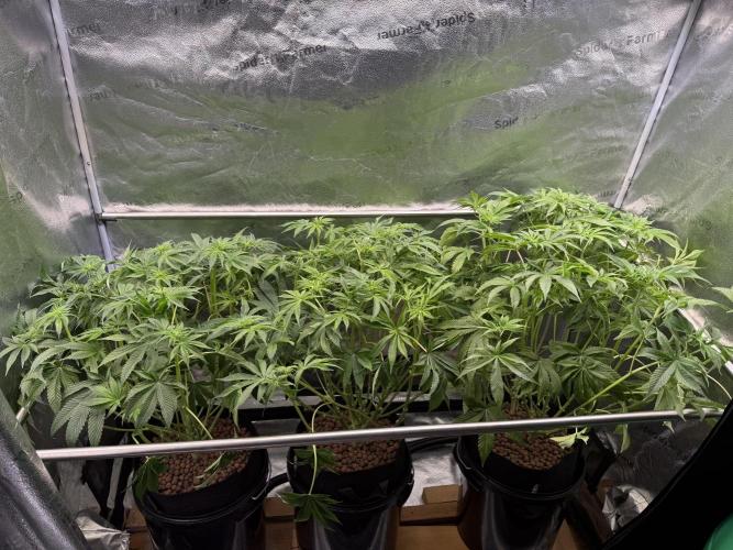 Super Skunk - Sensi Seeds. Week 9