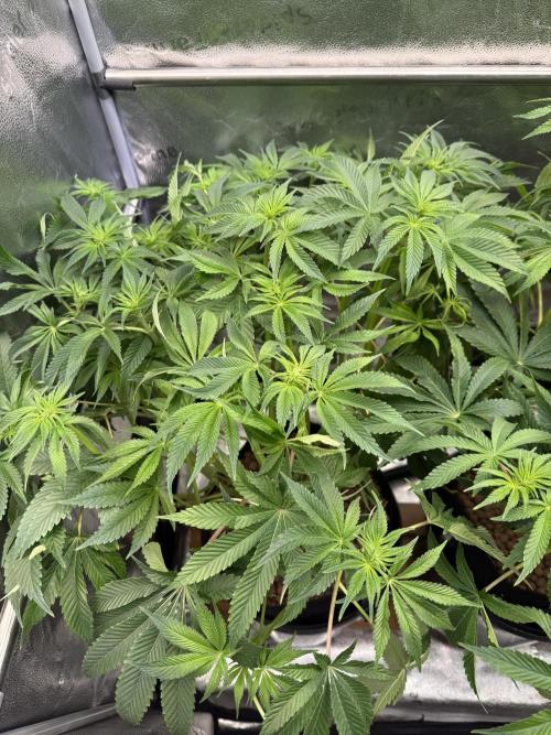Super Skunk - Sensi Seeds. Week 9
