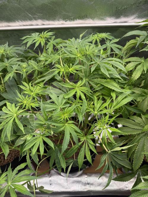 Super Skunk - Sensi Seeds. Week 9