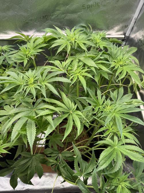 Super Skunk - Sensi Seeds. Week 9