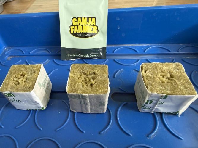 Gorilla GG4 - Ganja Farmer. Week 0