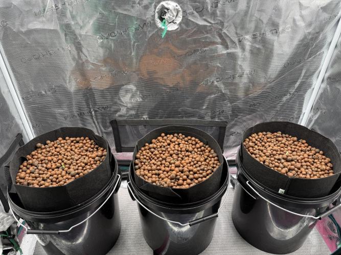 Gorilla GG4 - Ganja Farmer. Week 0
